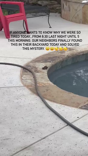 Terrifying Frog Scream! Scary Sound and Gigantic Frog Video