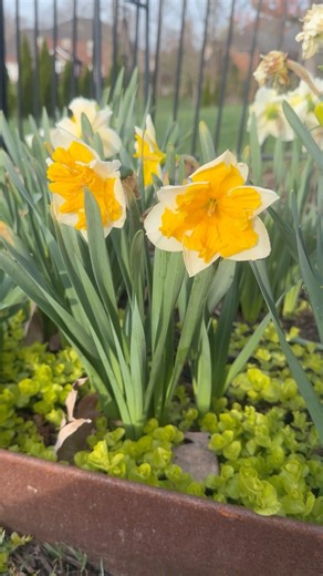 Fall is the perfect time to plant bulbs for a stunning spring garden! 🌷🍁 In this video, I’m planting tulip, daffodil, hyacinth, allium, and peony bulbs — and sharing a few tips for getting them to thrive. If you love gardening, hit “Follow” for more seasonal planting ideas, garden inspiration, and how-to tips all year long! 🌼🌿 #FallGardening #PlantingBulbs #GardenTips #Tulips #Daffodils #Hyacinths #Alliums #Peonies #FlowerGarden #SpringGarden #FallPlanting #HomeGarden #GardeningCommunity #Ba