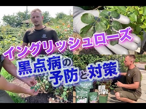 【バラの黒点病予防と対策】原因はなに？無農薬で育てたい！（イングリッシュローズ）