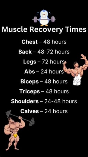 muscle recovery time