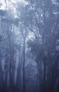 How to Kill a Eucalyptus Tree