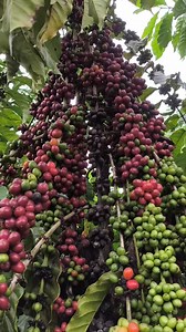 2.1K reactions · 149 shares | #clone cm1 2b | Paulo Sergio | Facebook