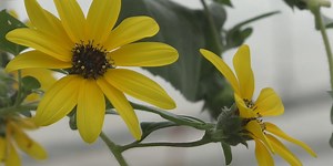 How to protect your plants during a freeze