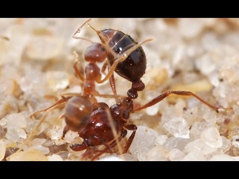 Crazy Ants Use Formic Acid To Wash Off Fire-Ant Venom; Becoming Dominant Invasive Species In US Southeast
