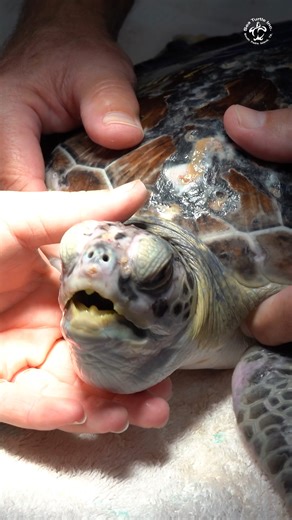 377K views · 5K reactions | A little treatment, gentle care, and lots of love for our brave friend Zuma. ✨ | Sea Turtle, Inc | Facebook