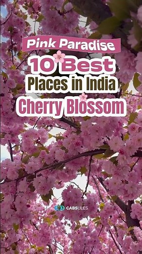 Top 10 Cherry Blossom Destinations in India | Hidden Spring Paradises You Must Visit | Cabsules