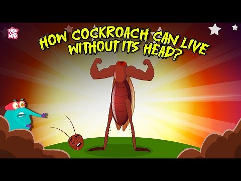 Creepiest Insect | How Cockroach Can Live Without Its Head? | Cockroach Mystery | Dr. Binocs Show