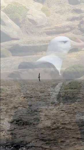 Albatross – The Legendary Bird with the Largest Wingspan!