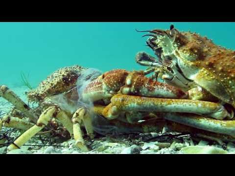 Insane Timelapse Footage of Molting Giant Spider Crab Blairgowrie Australia 2016