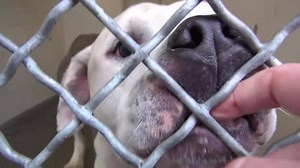 4.8K views · 231 reactions | RESCUED - moved to SAFE Album on 04/04...