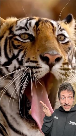 The Deadliest Tiger EVER