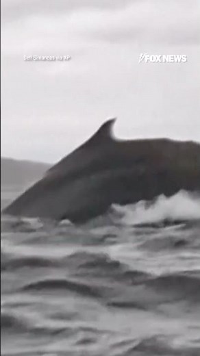 Man swallowed whole by whale then spit out in heart-stopping video