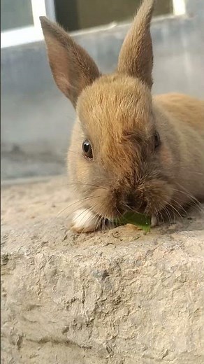 Rabbit Behavior 101 Understanding Your Bunny