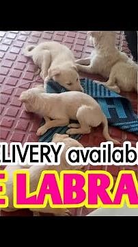 Labrador free puppy | labrador puppy adoption | dogs for adoption | ‪@THINESH-G‬