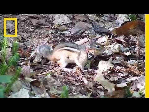 A Short Guide to Chipmunk Noises | National Geographic