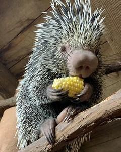 Summer is officially here! Alex can’t wait for all those summer BBQs so she can eat more corn on the cob, one of her favorite snacks! What are your favorite summer traditions?! | Long Island Aquarium
