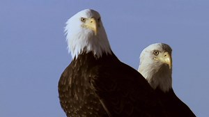 Eagles are opportunistic hunters that use their speed and razor sharp talons to take down other birds. #PredatorFail | National Geographic Animals