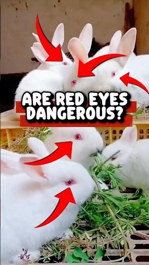 Why White Rabbits with Red Eyes Are So Adorable!