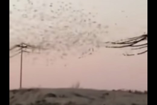 TRENDING NOW: Giant flock of birds cause explosion on power lines