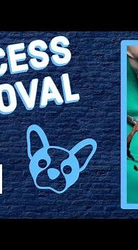 Draining Abscess on Bulldog | Before