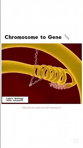 Chromosome to Gene | #cytology