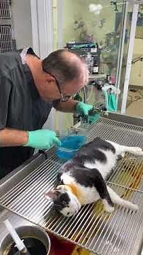 Lancing Feline Abscess