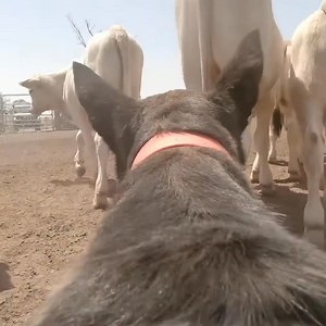 31K views · 869 reactions | Working Kelpie Cam   Watch as Australian Working Kelpie dog “Kelly” helps educate freshly weaned cattle in the yards. Good working dogs can help teach cattle pressure, response, release and also settle and calm stock if worked correctly | Stock Chick Films | Facebook