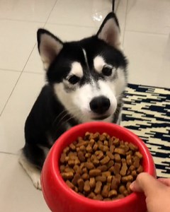 16M views · 101K reactions | This guy's dog won't eat his dinner unless it's 'prepared' like his owner's food  | LADbible | Facebook