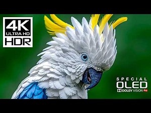 Pure 4K Beauty in Dolby Vision | 120fps HDR Masterpiece