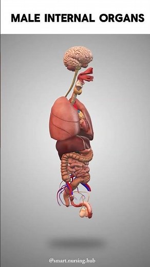 “A clear 3D view of all major male internal organs—brain to reproductive system.”