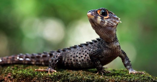 Everything To Know About The Lizards With Blue Tails