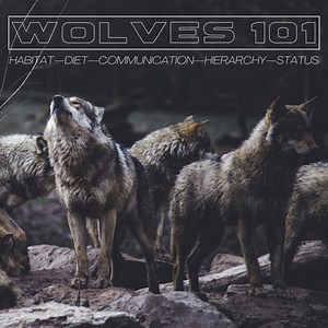 Wolves 101: Habitat, Diet, Communication, and Conservation