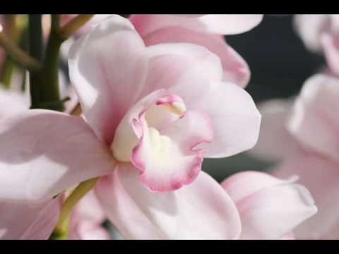 愛につつまれて－アンドレ・ギャニオン