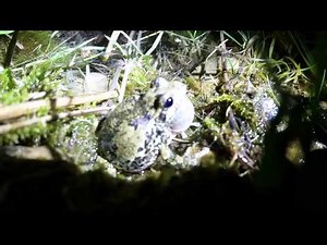 Tree Frog Mating Call Sounds