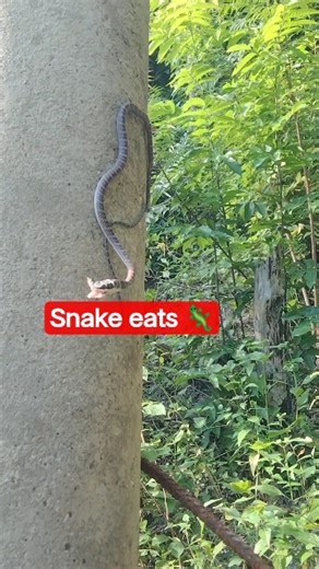 🇵🇭The wild snake 🐍 eating Lizard 🦎