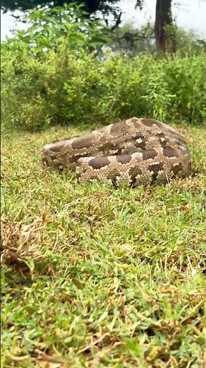 "Fearsome Behavior of Python Snake in the Wild: Be Cautious!#PythonSnake, #FearsomeBehavior,