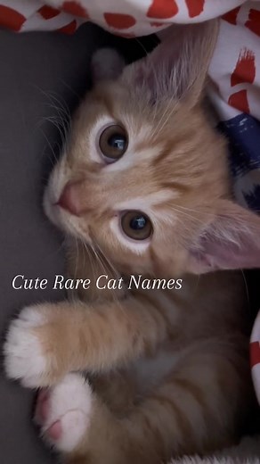 Unique and Cute Rare Cat Names for Your Feline