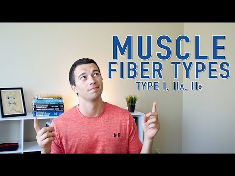 Muscle Fiber Types Explained: Type 1, Type 2a, Type 2x | Muscle Physiology and Training Adaptations