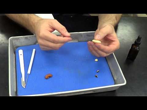 Seed Dissection