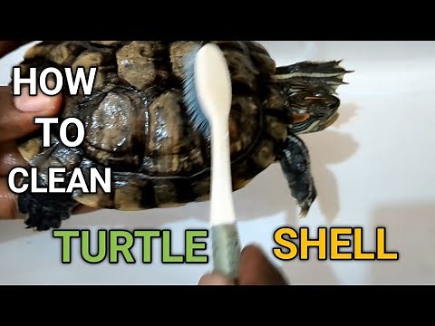 How to Easily Clean a Red Eared Slider's Turtle Shell | Tips