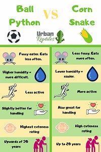 Ball Python vs Corn Snake – Which One Should I Go For? - UrbanReptiles