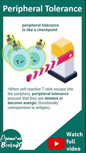 Peripheral tolerance | T reg cell and peripheral tolerance | 1 minute immunology