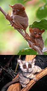 Google Play Store Emulator