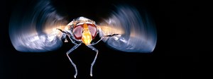 Tricks and traits that let insects take flight