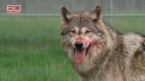 “What we believe happened, and we have science to show some of this, is that wolves chose us. A population of wolves actually became attracted to humans,” Brian Hare, an evolutionary biologist, explains to Anderson Cooper. https://cbsn.ws/3XBwkeu | 60 Minutes