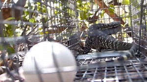 Here's how South Florida's tegu hunters capture the invasive lizards. | Miami Herald
