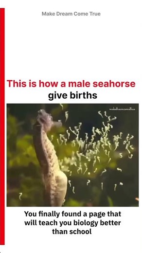 🥚This is how 🧬a male seahorse 🐣 give births 🫄 | MDCT