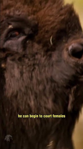 Bison Mating Unveiled: Witness the Raw Power and Majesty of Nature’s Courtship Rituals