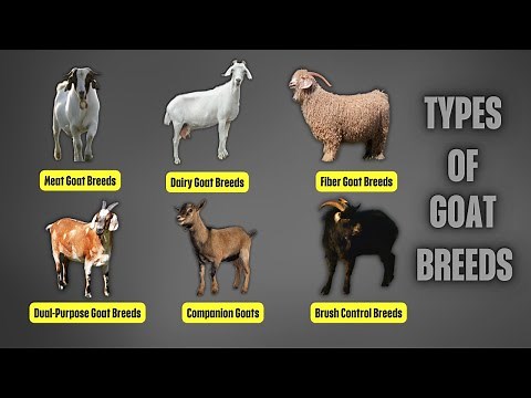 Types of Goat Breeds | A Guide to Meat, Dairy, Fiber, and Companion Goats
