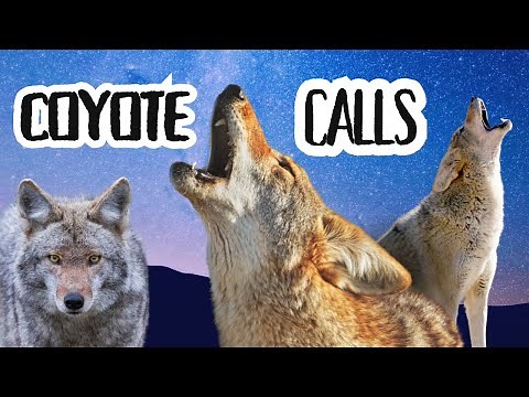 Eerie Coyote Sounds: Howling, Yipping, and Bark at Night (4k video Ultra HD)